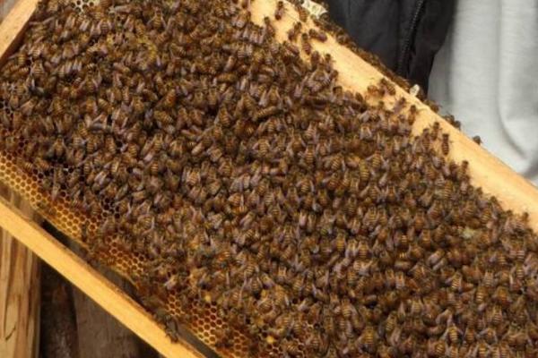 蜜蜂分蜂热是什么意思，是自然分蜂前的反应