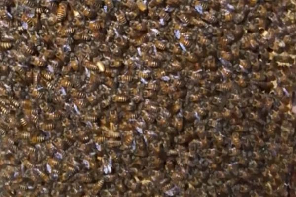 蜜蜂分蜂热是什么意思，是自然分蜂前的反应