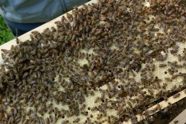 中蜂为什么容易飞逃，根本原因是蜂巢无法满足蜂群生存的需要