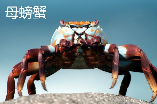 螃蟹如何区分公母，看腹部就能轻松分辨