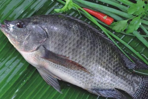 罗非鱼属于河鱼还是海鱼，属于杂食性淡水鱼类