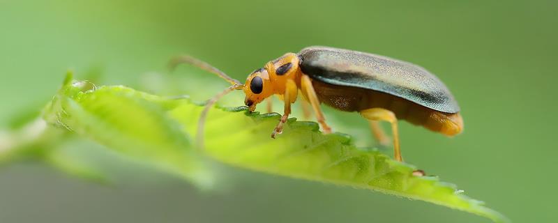 萤火虫最喜欢吃的东西，成虫喜欢吃花粉