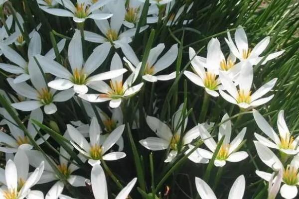 什么是白花葱兰，属于石蒜科、葱莲属植物