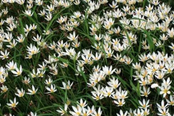什么是白花葱兰，属于石蒜科、葱莲属植物