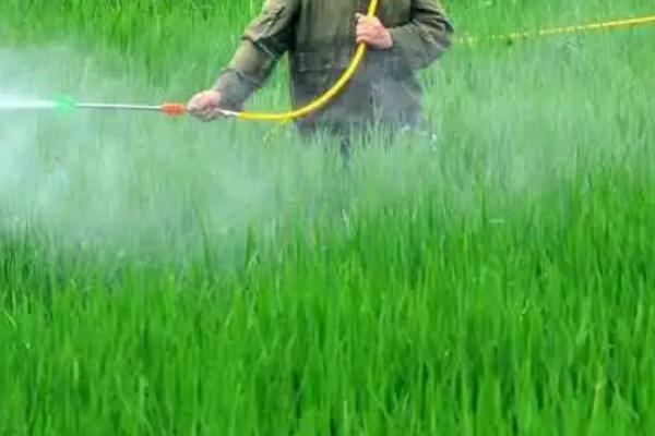 稻飞虱怎么防治，首先选择抗虫能力强的品种