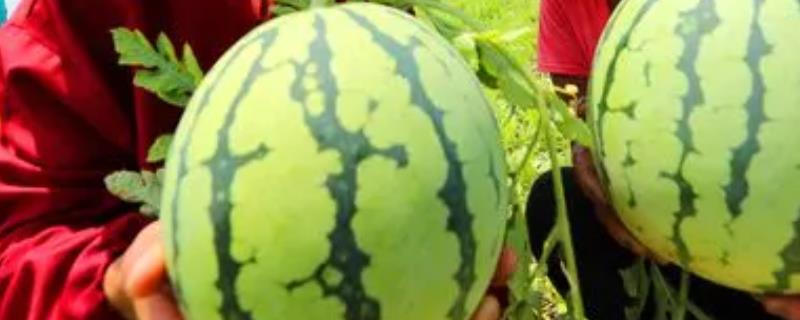早春红玉西瓜有没有籽，属于早熟有籽品种