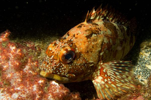 什么是红biubiu鱼，学名叫做“褐菖鲉”
