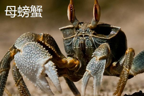 螃蟹公母怎么区分，公蟹的肚脐盖呈三角形，母蟹近似椭圆形