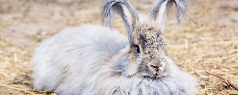毛兔优良品种介绍，有德系、法系和中国粗毛新品种