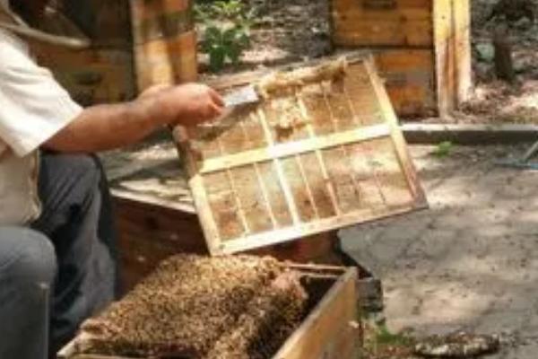 养一年蜜蜂能不能挣20万，主要取决于蜂种、规模、养殖技术等条件