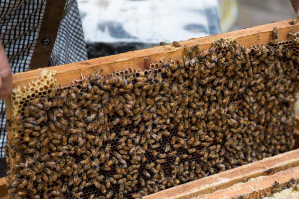 对葫芦蜂喂什么可以快速筑巢，可主喂肉类、辅喂植物类食物