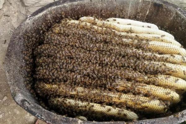 对葫芦蜂喂什么可以快速筑巢，可主喂肉类、辅喂植物类食物