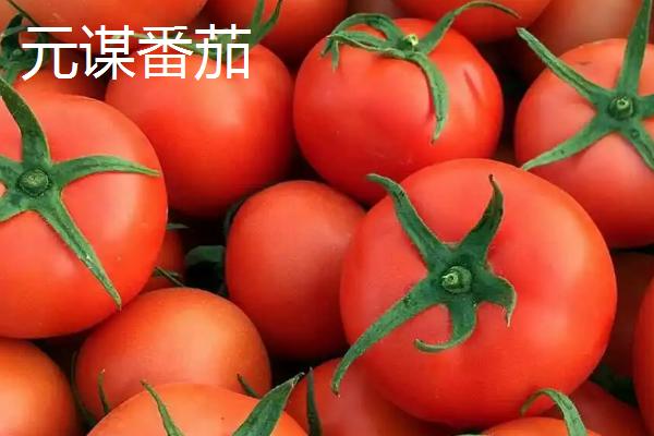 云南元谋县的特产，小番茄是特色种植品种