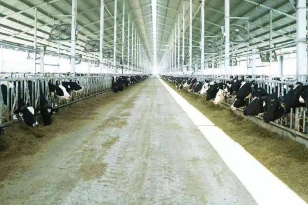怎么建设奶牛养殖场，需规划出消毒室、消毒池、产房、牛舍及其它相关设施