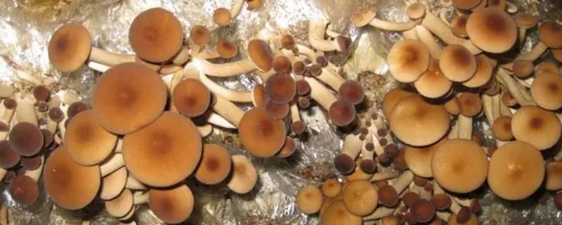 茶树菇的种植要点，子实体形成时要保持较高的空气湿度