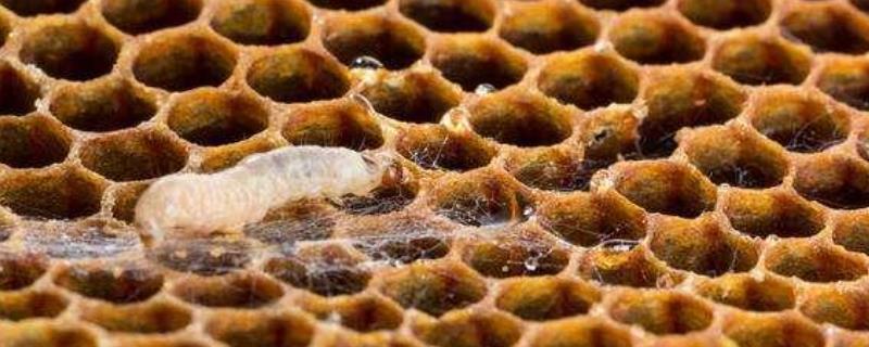 民间用什么方法防治中蜂巢虫，用硫磺蒸熏可起到杀虫效果
