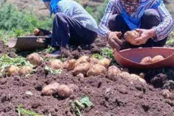 怎么采收土豆，分为机械收获和人工收获
