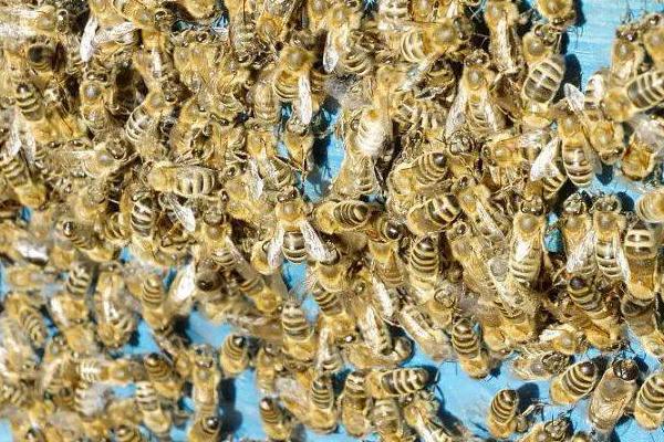蜂王死亡后蜂群会不会逃跑，通常不会逃跑、但长期失王蜂群会逐渐灭亡