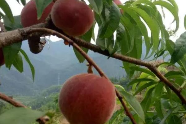 红冠桃的产地，目前主产于山东省辉渠镇