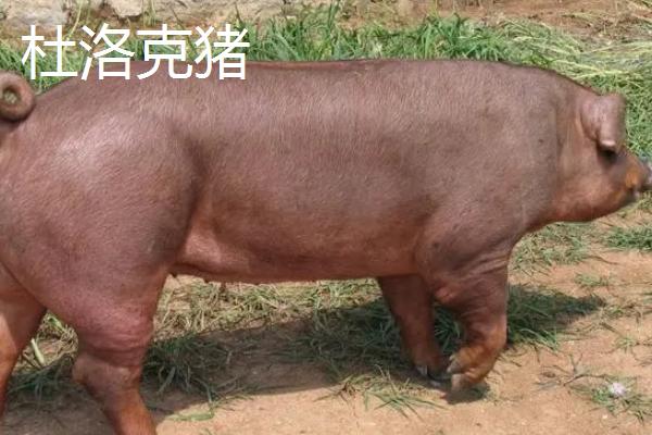 有哪些瘦肉型猪品种，长白猪、大白猪、杜洛克猪均是廋肉型