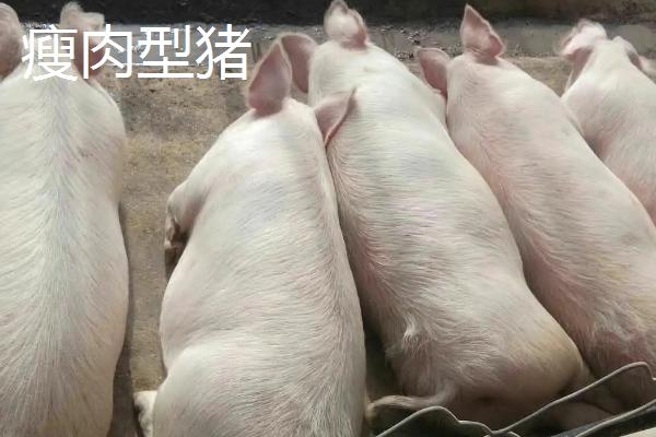 有哪些瘦肉型猪品种，长白猪、大白猪、杜洛克猪均是廋肉型