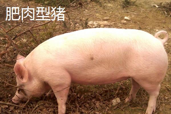 有哪些瘦肉型猪品种，长白猪、大白猪、杜洛克猪均是廋肉型