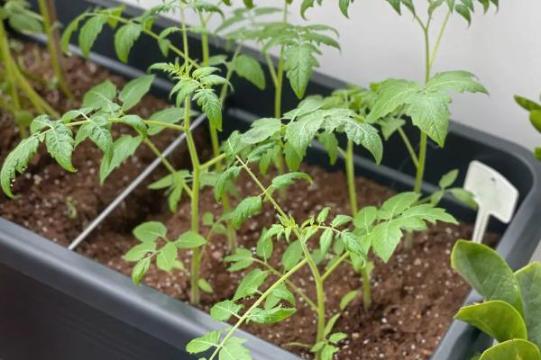 早春怎么培育番茄苗，用温水浸泡后再播种、出苗后注意控制温湿度