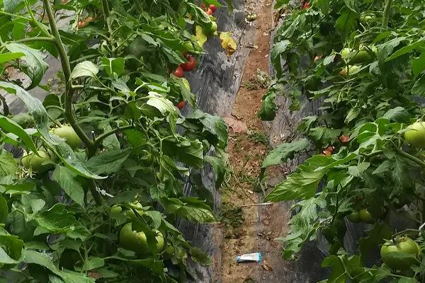 早春怎么培育番茄苗，用温水浸泡后再播种、出苗后注意控制温湿度