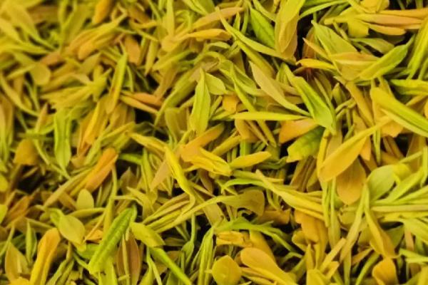 十种名贵的茶叶，安溪铁观音属于茶中珍品