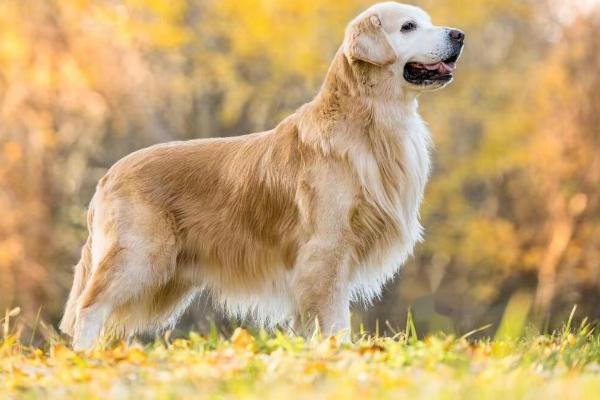 金毛犬可以活多久，寿命一般为12-15年左右