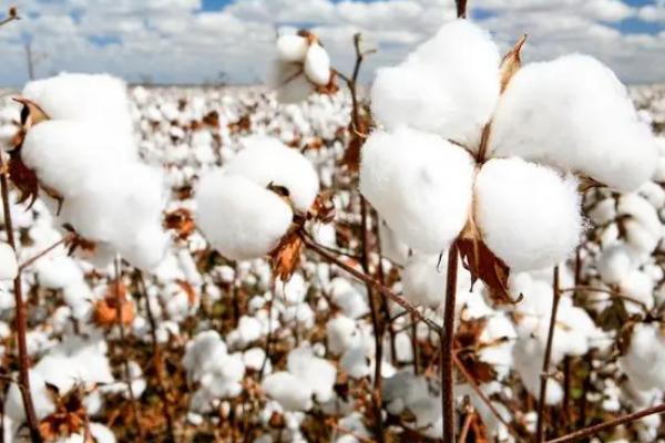 雹灾后怎么抢救棉花，可追施氮肥改善营养生长