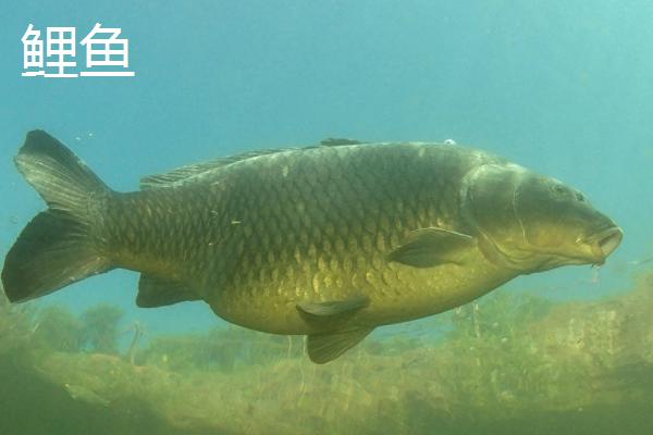 鲤鱼和锦鲤有什么区别，鲤鱼是食用鱼、锦鲤是观赏鱼