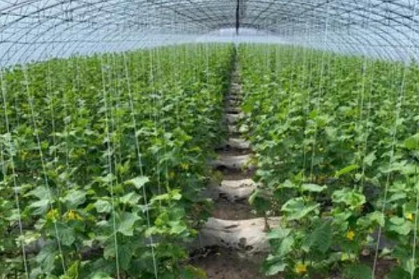 怎么防治大棚蔬菜缺素症，需根据实际缺素情况采取对应措施
