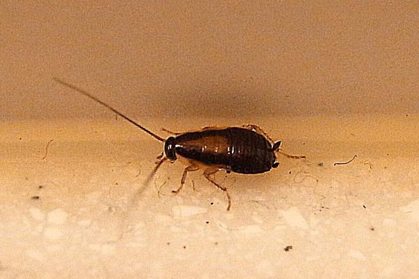 蟑螂的寿命，通常寿命为2年左右