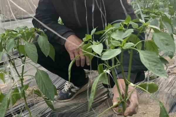 蔬菜整枝打杈注意事项，切勿在阴天进行