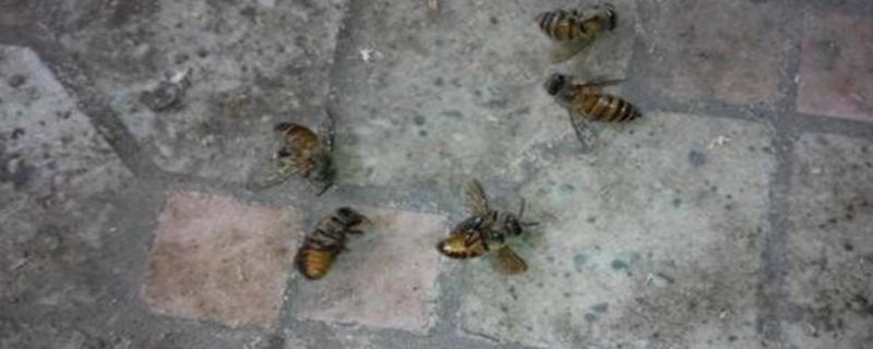 蜜蜂爬蜂病的种类和治疗方法，包括蜜蜂螺原体病、蜜蜂孢子虫病等类型