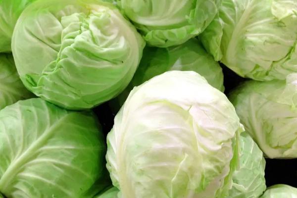 什么是圆白菜，通常是指甘蓝