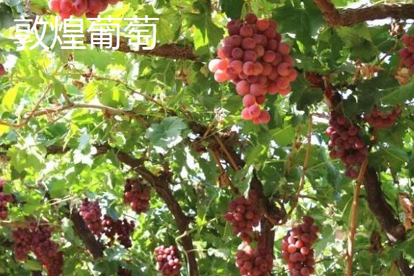 甘肃省酒泉市的特产水果，包括瓜州蜜瓜、瓜州西瓜等种类