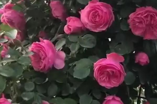 达芬奇月季花的特点，有红色和粉色两种类型