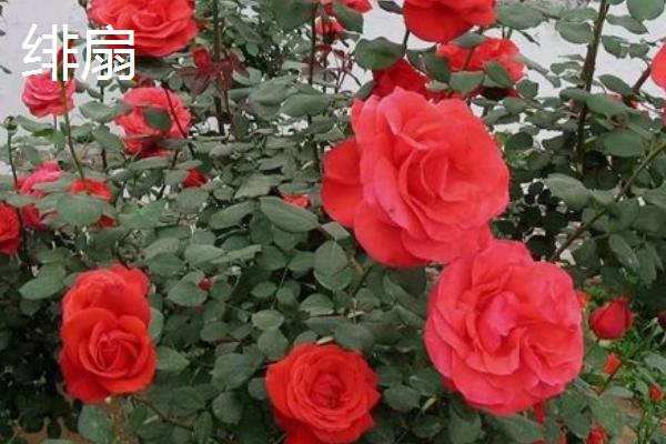 达芬奇月季花的特点，有红色和粉色两种类型