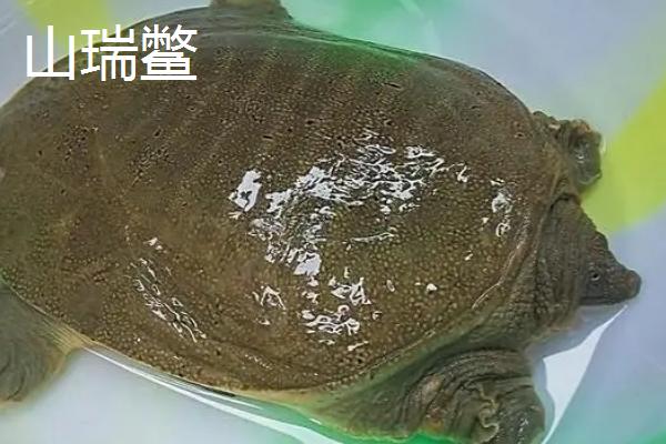 甲鱼吃什么东西，喜食小虾、螺类、水生昆虫等动物性饵料