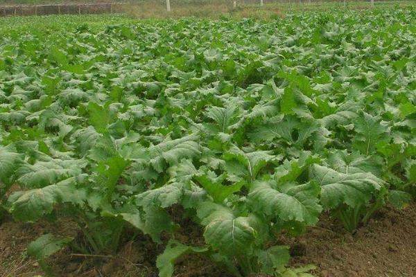 种植大头菜的方法，需选择深厚肥沃、排灌方便的地块作为种植地