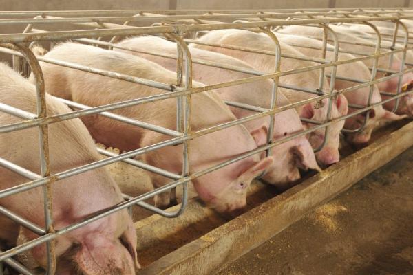 养殖母猪的误区，滥用脱霉剂、催情激素和催产素是不可取的行为
