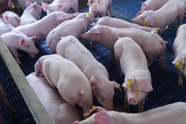 养殖母猪的误区，滥用脱霉剂、催情激素和催产素是不可取的行为
