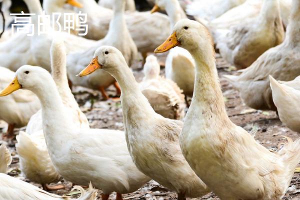 鸭有哪些品种，包括高邮鸭、北京鸭、绍兴鸭等种类
