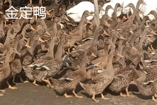 鸭有哪些品种，包括高邮鸭、北京鸭、绍兴鸭等种类
