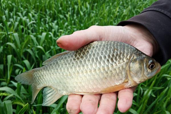 2号伊豆钩适钓鱼种，可钓获鲫鱼、白条、罗非鱼等品种