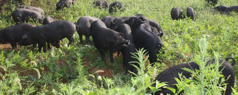 黑猪的产地，这十个地方的黑猪品质好