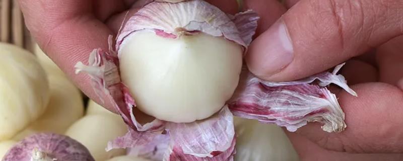 独头蒜和普通大蒜的区别，二者蒜瓣形态不同