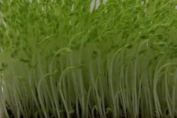 种植豌豆怎么选种，质量好的良种会沉在水底
